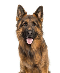 German Shepherd in front of white background