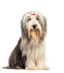Bearded Collie sitting in front of white background
