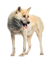 Fototapeta premium Maltreated Akita Inu in front of white background
