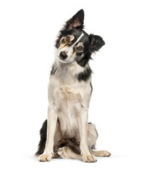 Border Collie sitting in front of white background