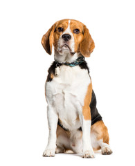 Beagle sitting in front of white background