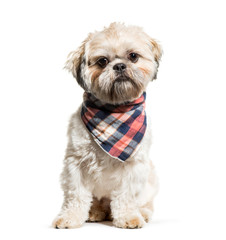 Shih Tzu sitting in front of white background