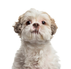 Shih Tzu in front of white background