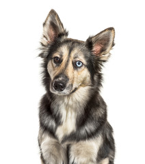 Siberian Husky in front of white background