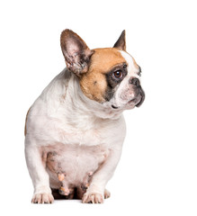 French Bulldog with breast cancer sitting in front of white back