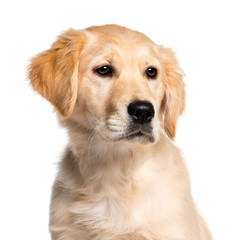 Golden Retriever, 4 months old, in front of white background