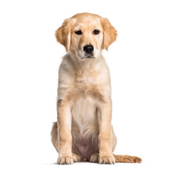Golden Retriever, 4 months old, sitting in front of white backgr