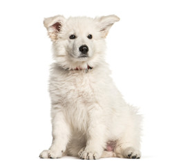 Berger Blanc Suisse, 3 months old, sitting in front of white bac