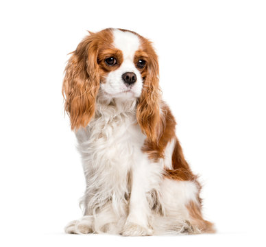 Cavalier King Charles Spaniel sitting in front of white backgrou