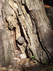 bark of a tree