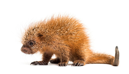 Pup prehensile-tailed porcupine, Coendou prehensilis, isolated, 15 days old