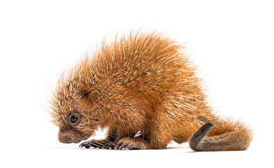 Pup prehensile-tailed porcupine, Coendou prehensilis, isolated, 15 days old