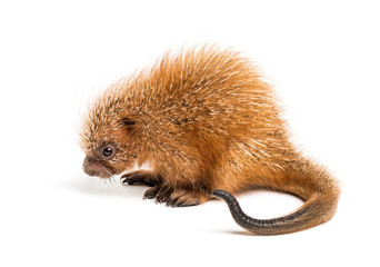 Pup prehensile-tailed porcupine, Coendou prehensilis, isolated, 15 days old