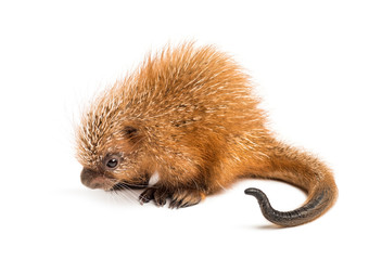 Pup prehensile-tailed porcupine, Coendou prehensilis, isolated, 15 days old