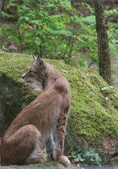 luchs