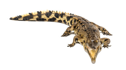 Naklejka premium West African slender-snouted crocodile, 3 years old, isolated