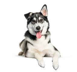 Mixed-breed between Siberian Husky and Labrador Retriever lying