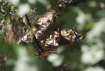 luchs