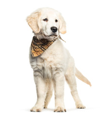 Golden Retriever, 3 months old, in front of white background