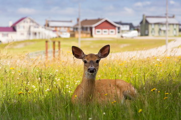 Frontal view of young female white-tailed deer lying in wild flowers staring intently with scattering of houses in soft focus background, Port-Menier, Anticosti, Quebec, Canada