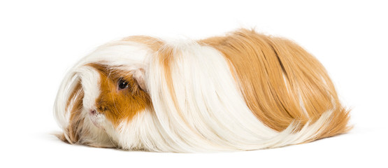 Guinea pig in front of white background