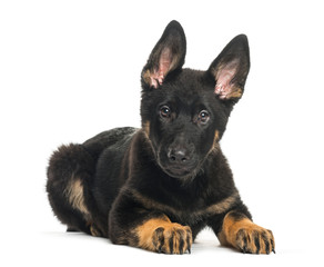 Mixed breed dog, 4 months old, lying in front of white backgroun