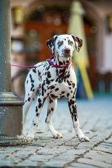 Dalmatian dog in the city