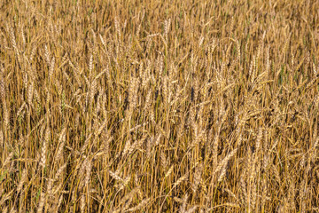 Floral background. Cereal ripe ears in field. Future harvest concept