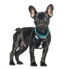 French bulldog, 5 months old, in front of white background