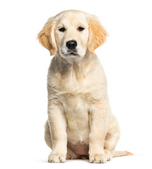 Fototapeta premium Golden Retriever, 3 months old, sitting in front of white backgr