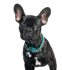 French bulldog, 5 months old, in front of white background