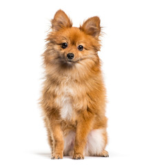 Obraz premium Keeshond sitting in front of white background