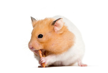 Golden Hamster eating in front of white background