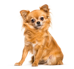 Chihuahua sitting in front of white background