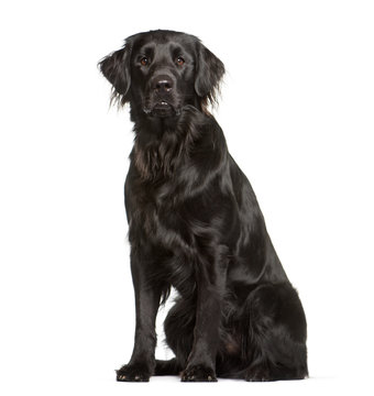 Flat Coated Retriever sitting in front of white background