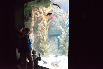 Kids watching the shoal of fish swimming in oceanarium