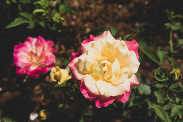 close up pink-yellow roses in garden vintage style. Two-tone rose in one flower
