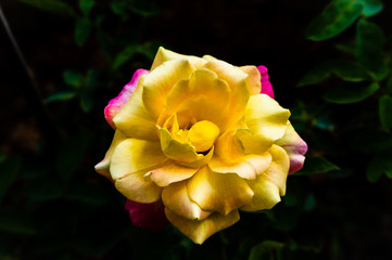 close up pink-yellow roses in garden. Two-tone rose in one flower. Blooming rose flower