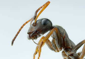 close up of ants head 
