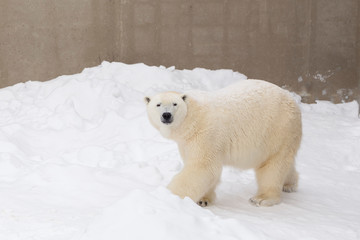 Beautiful well-fed young female polar bear seen walking and enjoying fresh snow in her enclosure in winter, Quebec City, Quebec, Canada