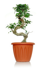 Succulent green plant ficus ginseng in a pot on a white background with a curved trunk