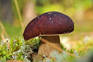 mushroom in forest