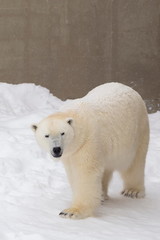 Obraz na płótnie Canvas Vertical view of beautiful well-fed young female polar bear walking and enjoying fresh snow in her enclosure in winter, Quebec City, Quebec, Canada