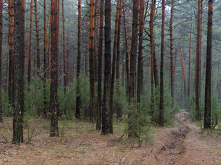Naklejka premium dark dense pine forest. tree trunks and shrubs