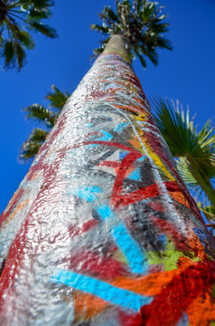 Graffiti Palm Tree Los Angeles 