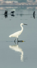 Heron walking on a lake