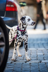 Young dalmatian dog between cars