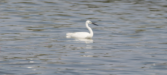 Fototapeta na wymiar Heron on a lake swimming