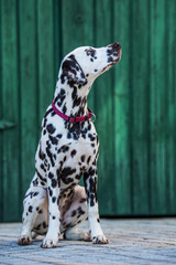 Young dalmatian dog in the front of a wooden door