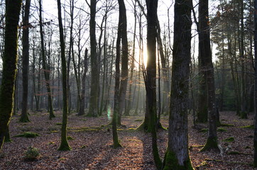 Obraz premium Bleak sunlight through the trees 